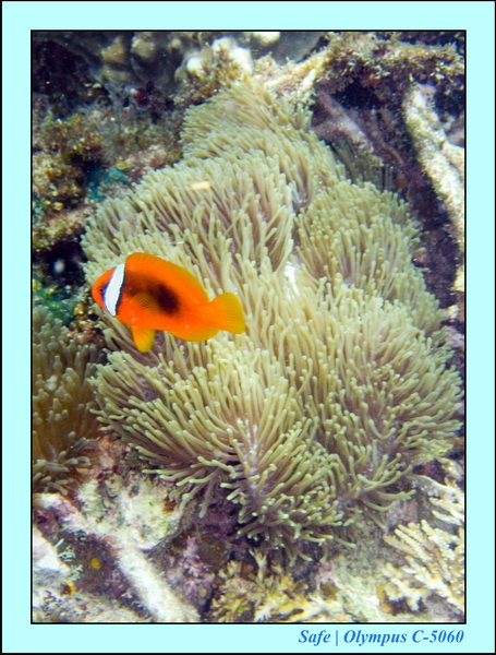 2008 - 07 - Perhentian - 084